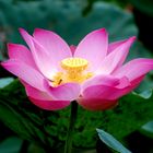 Le Lotus , fleur sacrée , symbole du Buddhisme