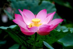 Le Lotus , fleur sacrée , symbole du Buddhisme