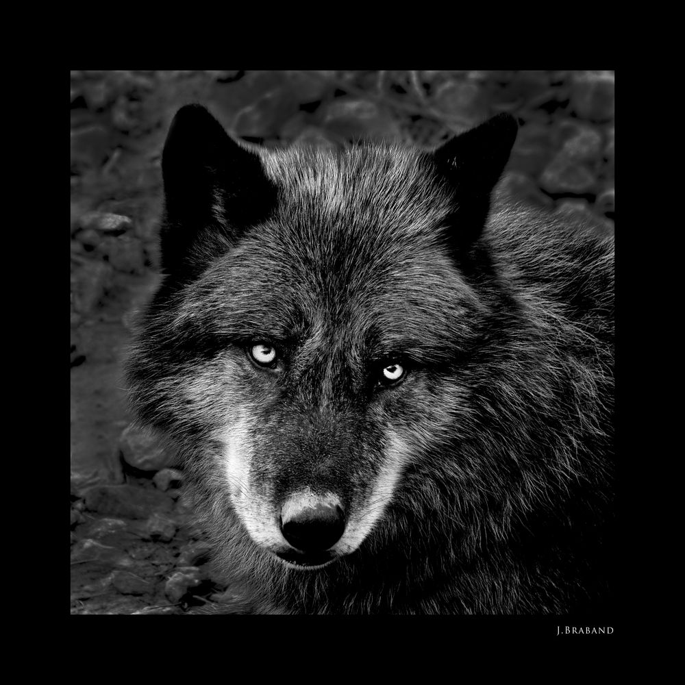 Le Loup