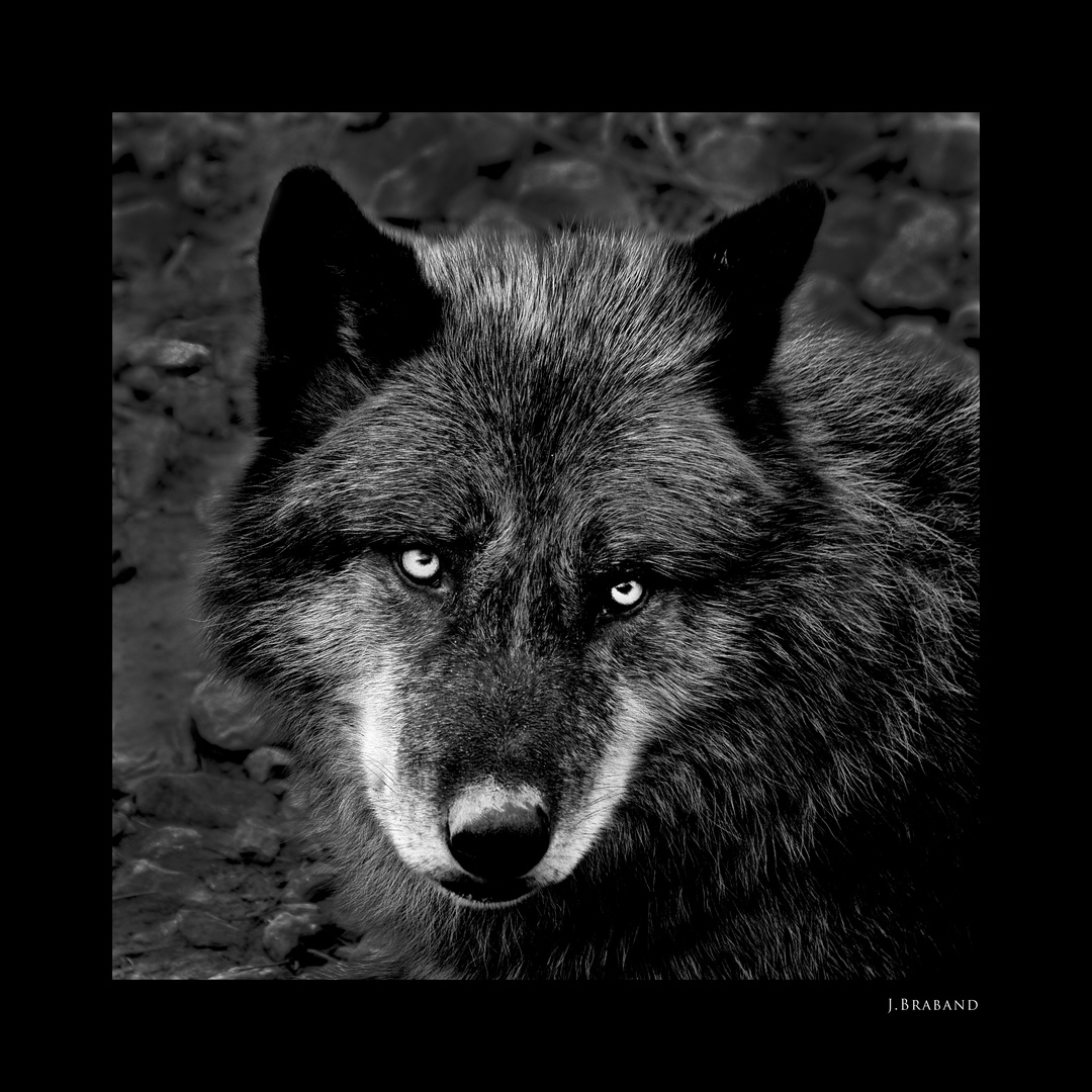 Le Loup