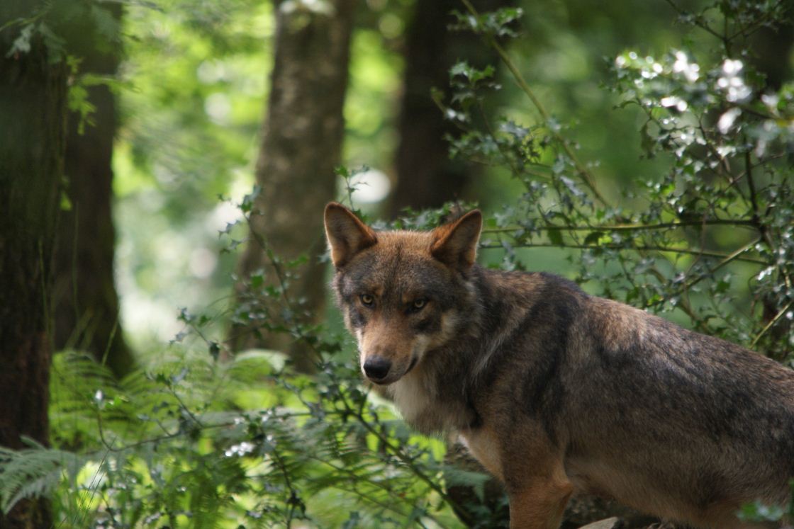 Le loup au hazard....