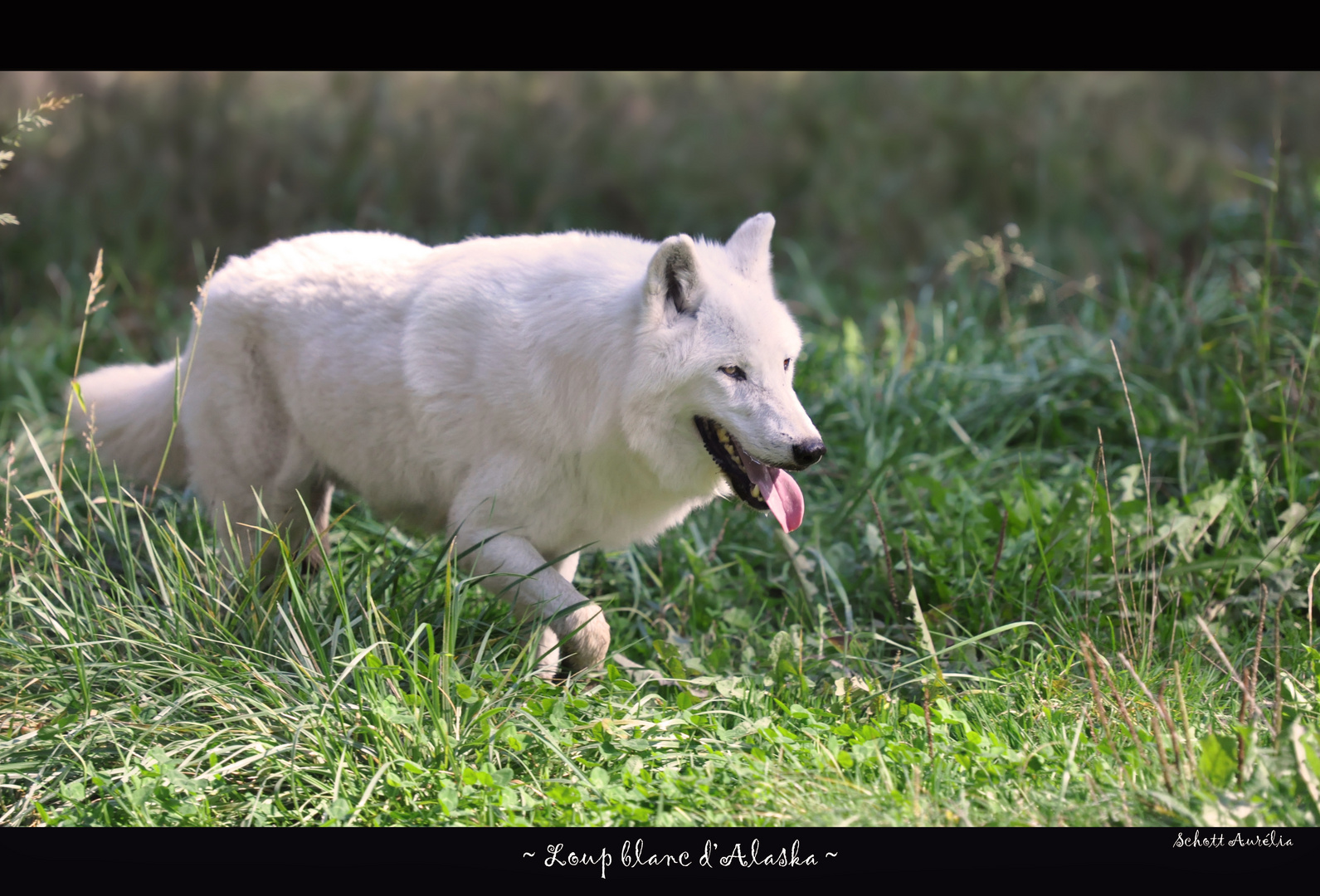 Le loup blanc d'Alaska...