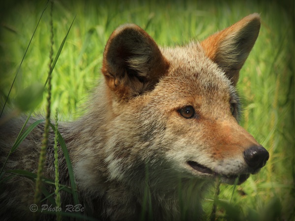 Le loup gris