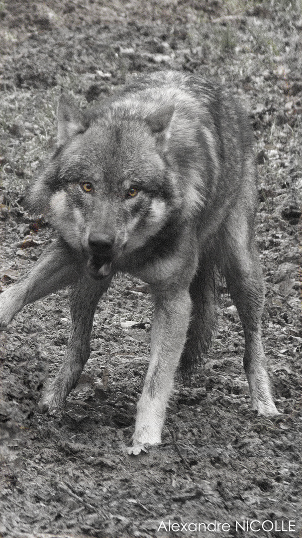 Le loup Italien pris sur le vif