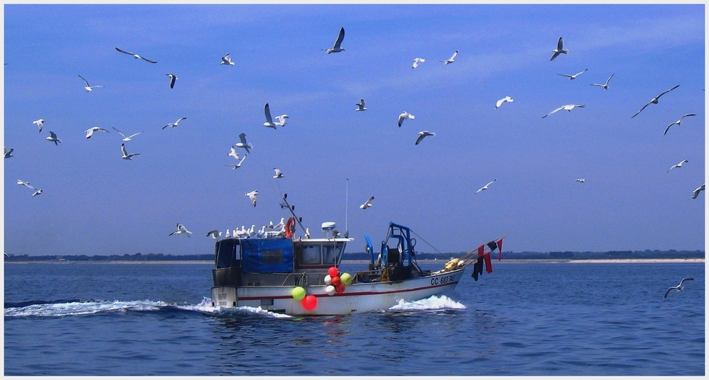 " Le low coast des mouettes un caseyeur qui rentre à port la forêt "