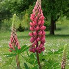 Le lupin avec ses feuilles palmées ...