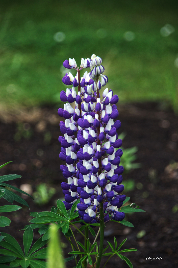 le lupin bleu