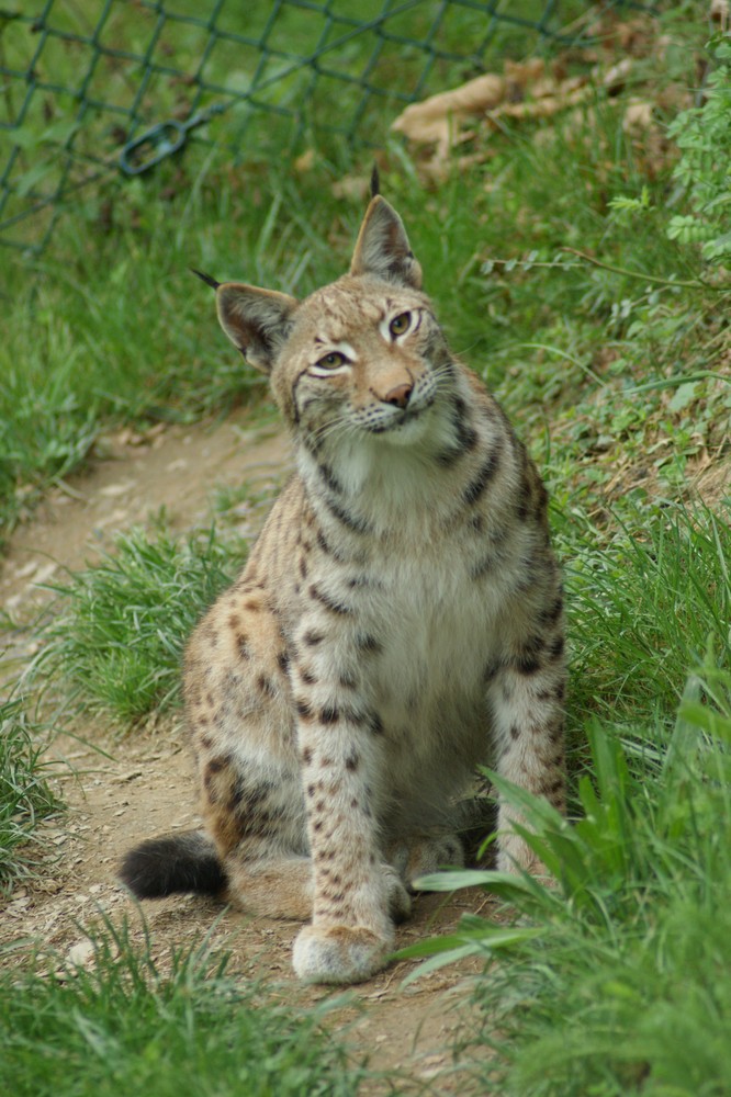 le lynx