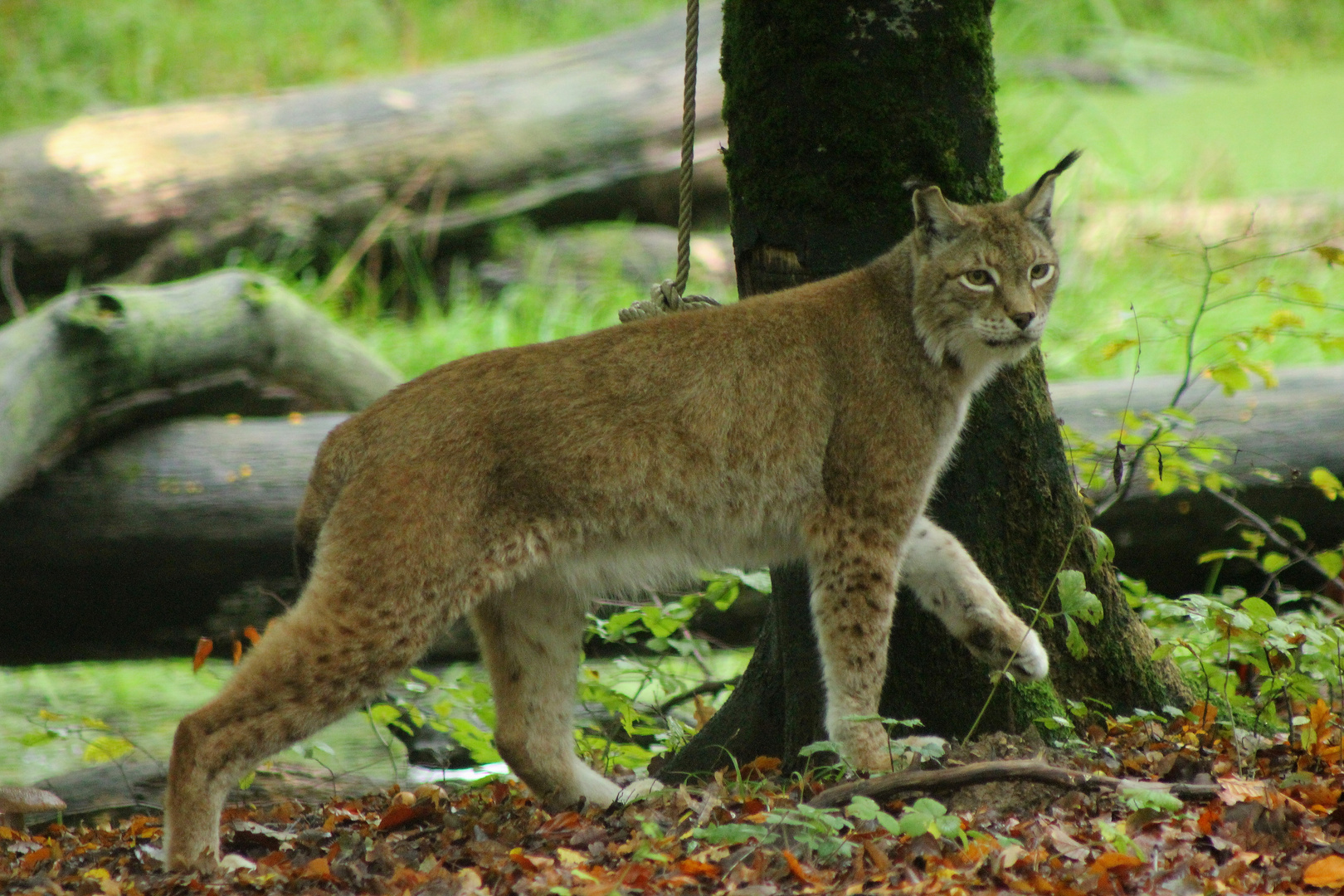 Le lynx