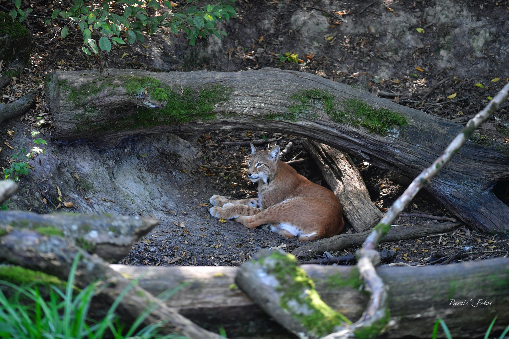 Le lynx au repos