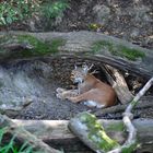 Le lynx au repos