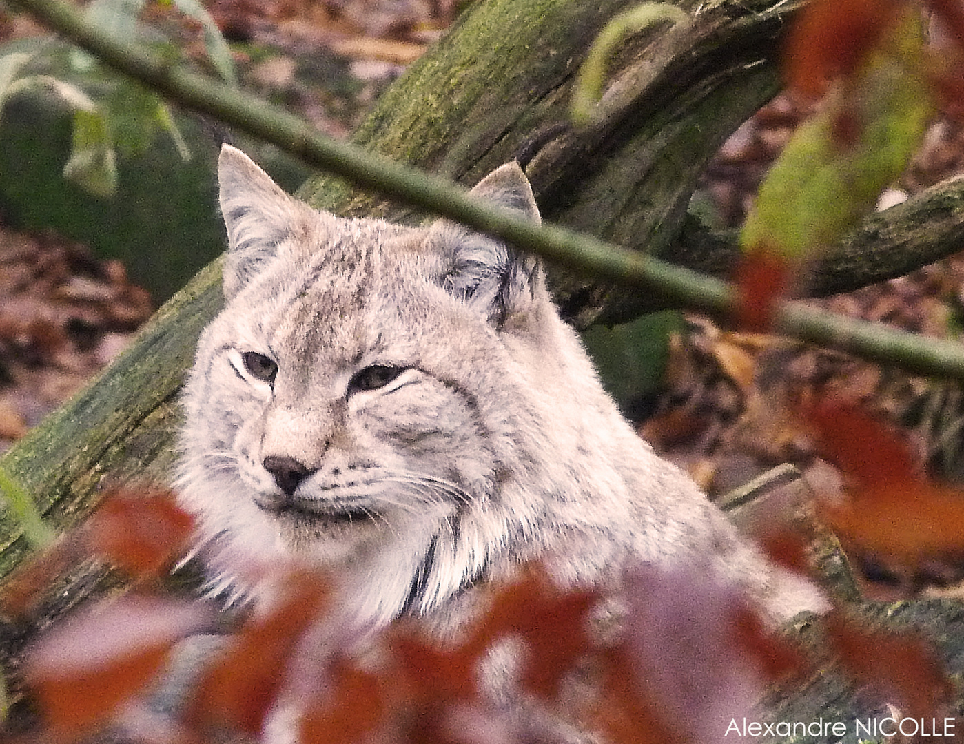 Le Lynx d'Europe dans toute sa beauté