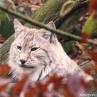 Le Lynx d'Europe dans toute sa beauté