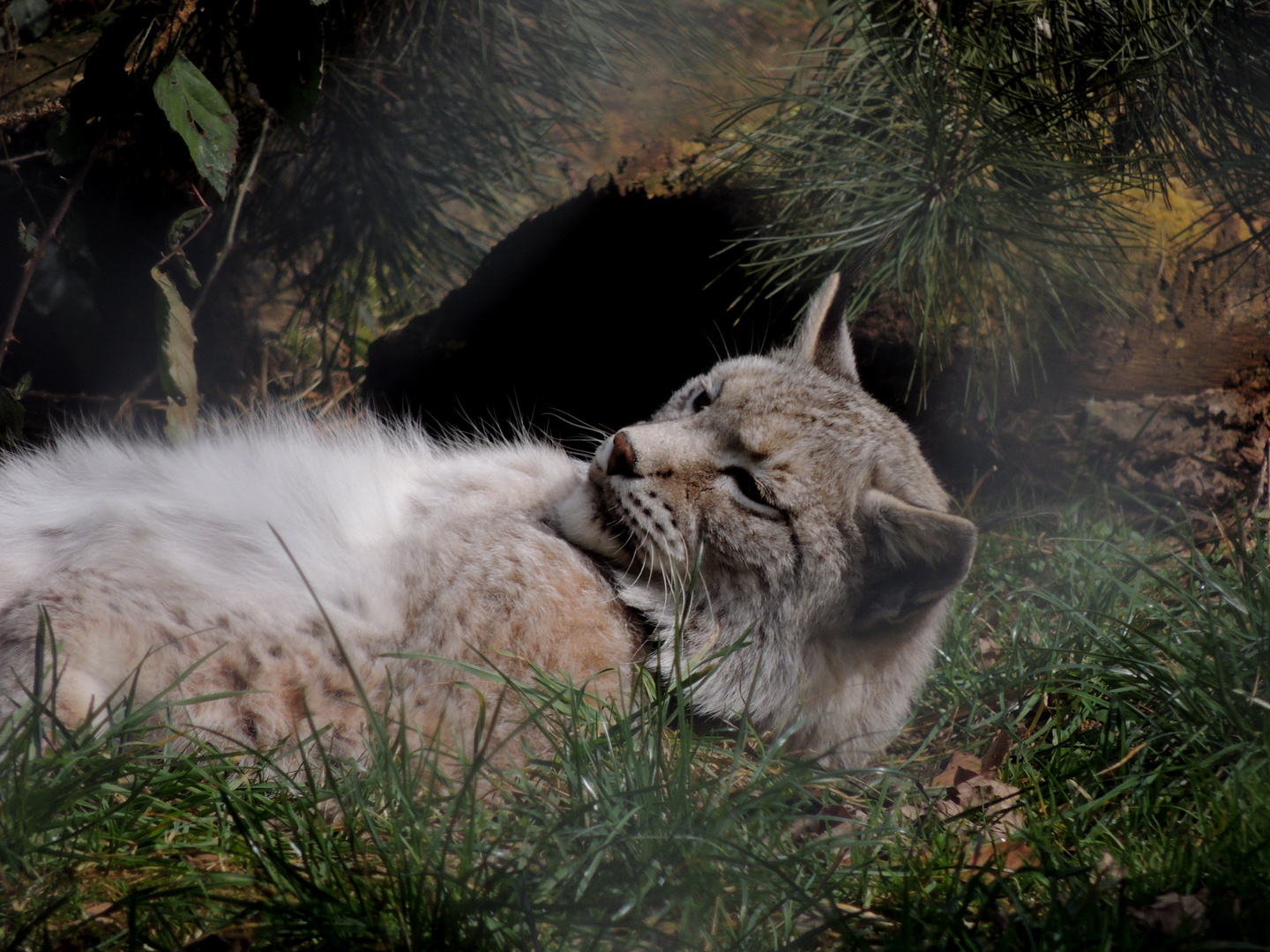 Le lynx, fantome des bois !!