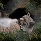 Le lynx, fantome des bois !!