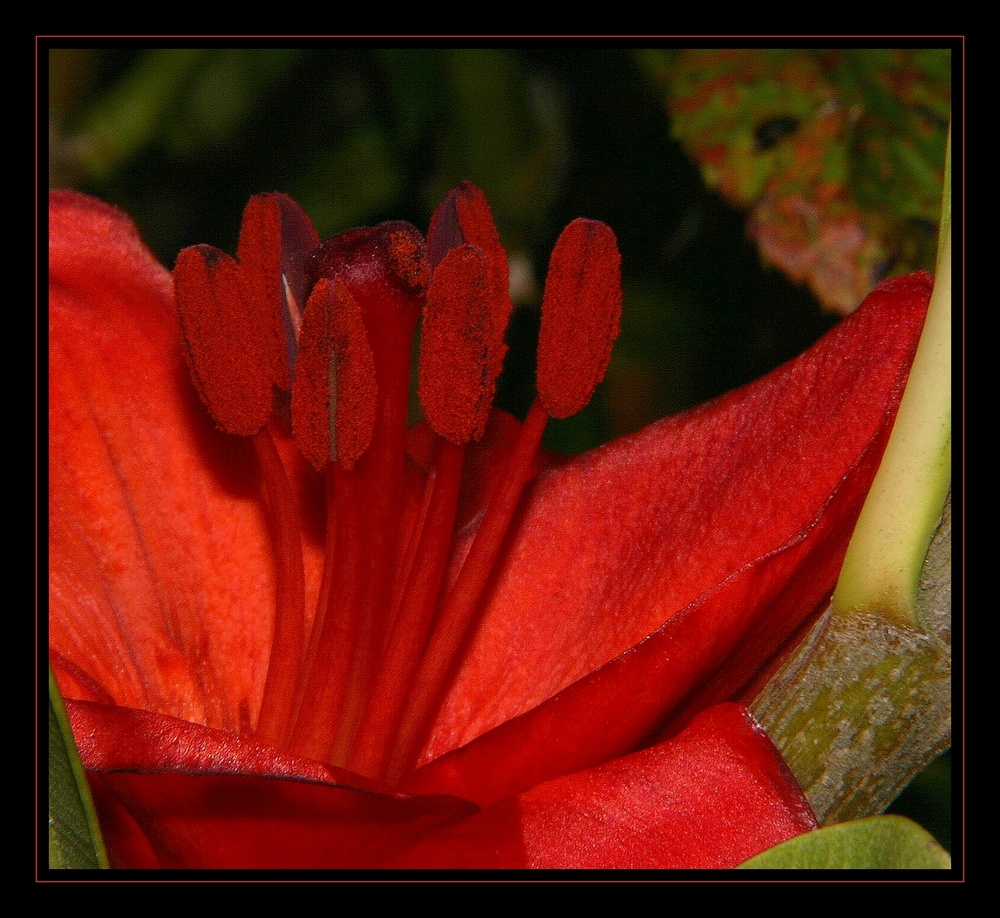 " Le lys rouge Asiatique "