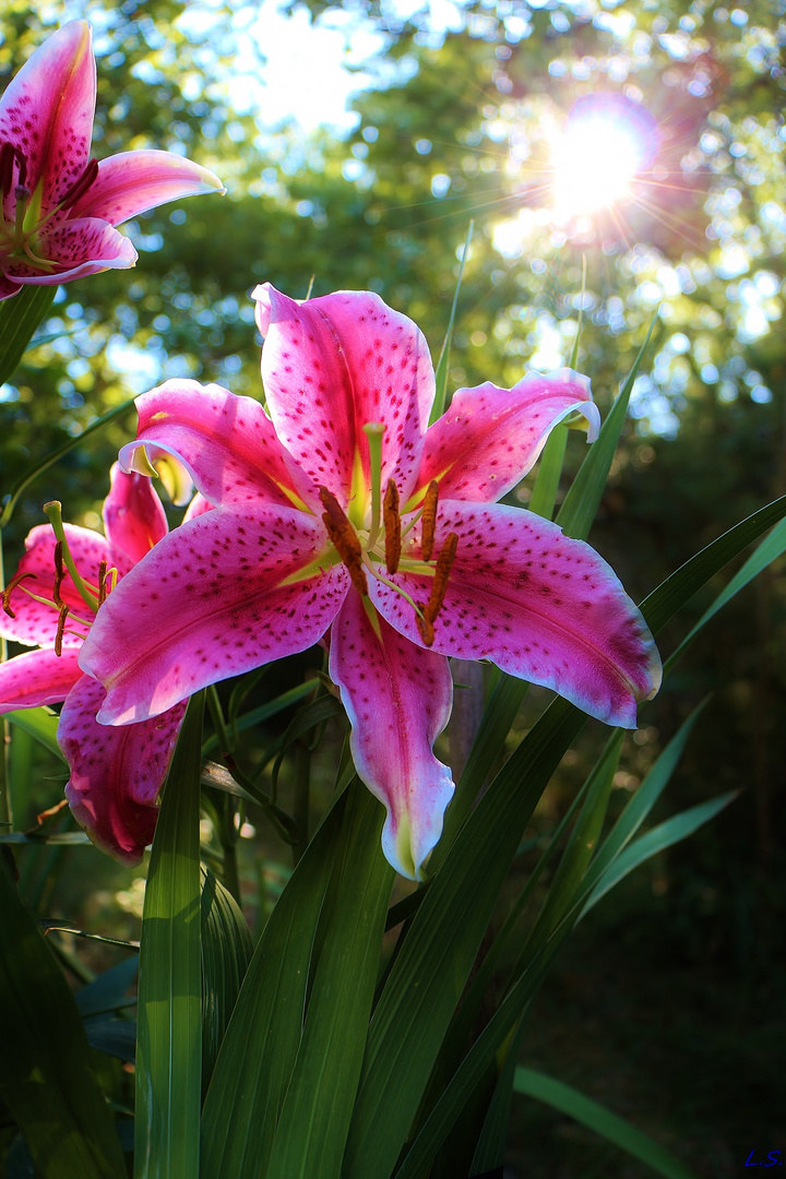 Le Lys,fleur royale...