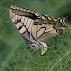 Le machaon-2