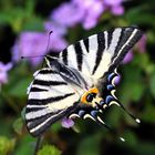 Le machaon