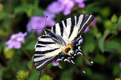 Le machaon