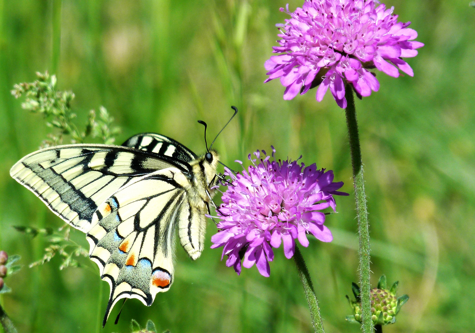 * le machaon  *