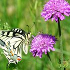 * le machaon  *