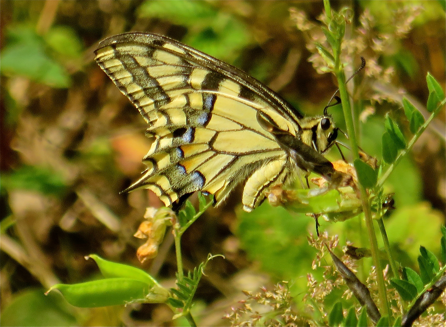 ...le machaon !!!...