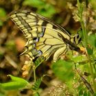 ...le machaon !!!...