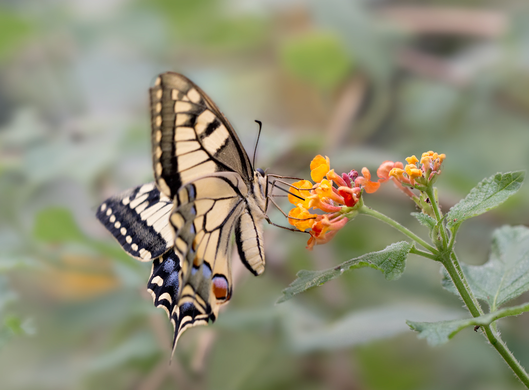 Le machaon