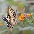 Le machaon