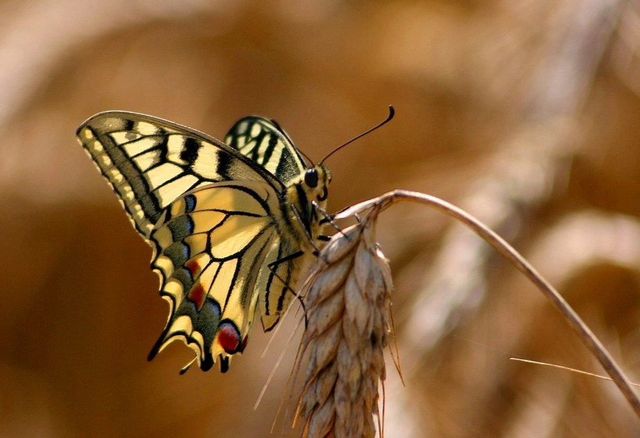 le machaon ...