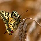 le machaon ...