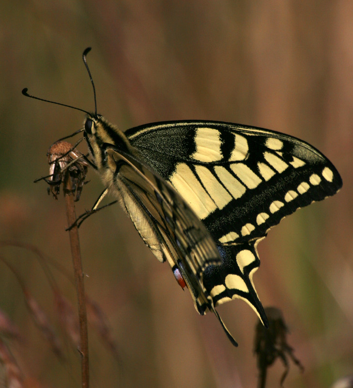 le machaon