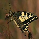 le machaon