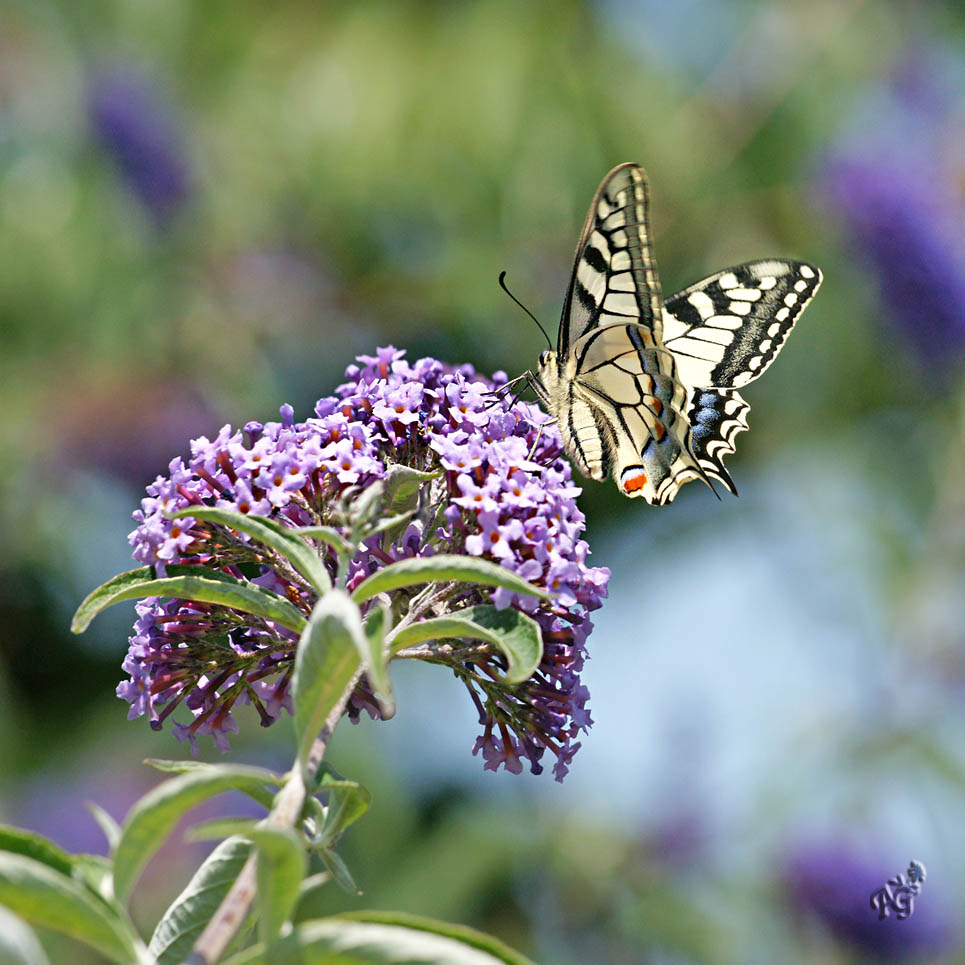 Le machaon