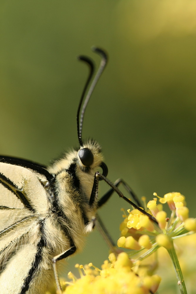 Le Machaon