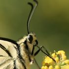 Le Machaon