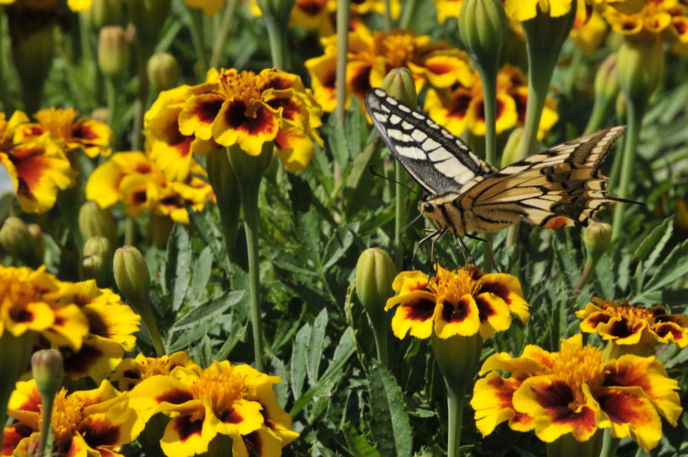 LE MACHAON A GRANDE QUEUE 01