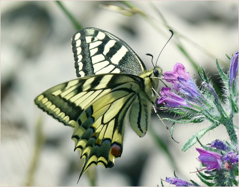 * le machaon *