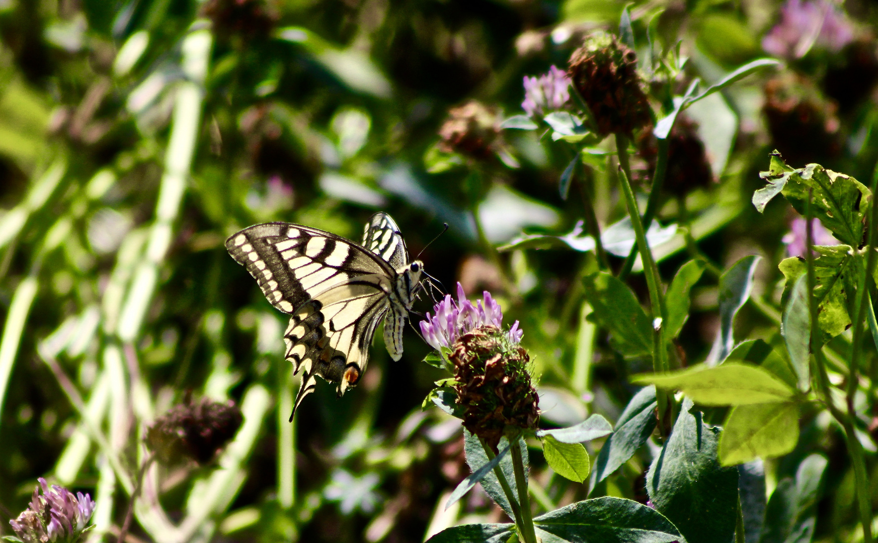 ... le machaon !!!...