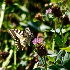 ... le machaon !!!...