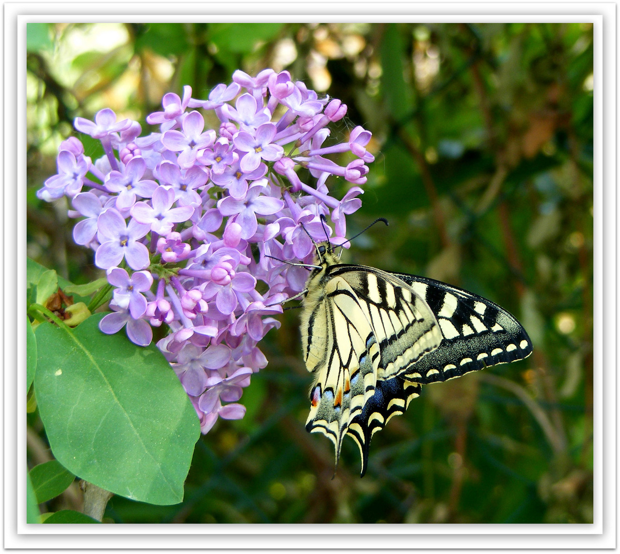 Le machaon