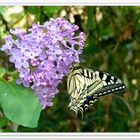 Le machaon