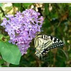 Le machaon