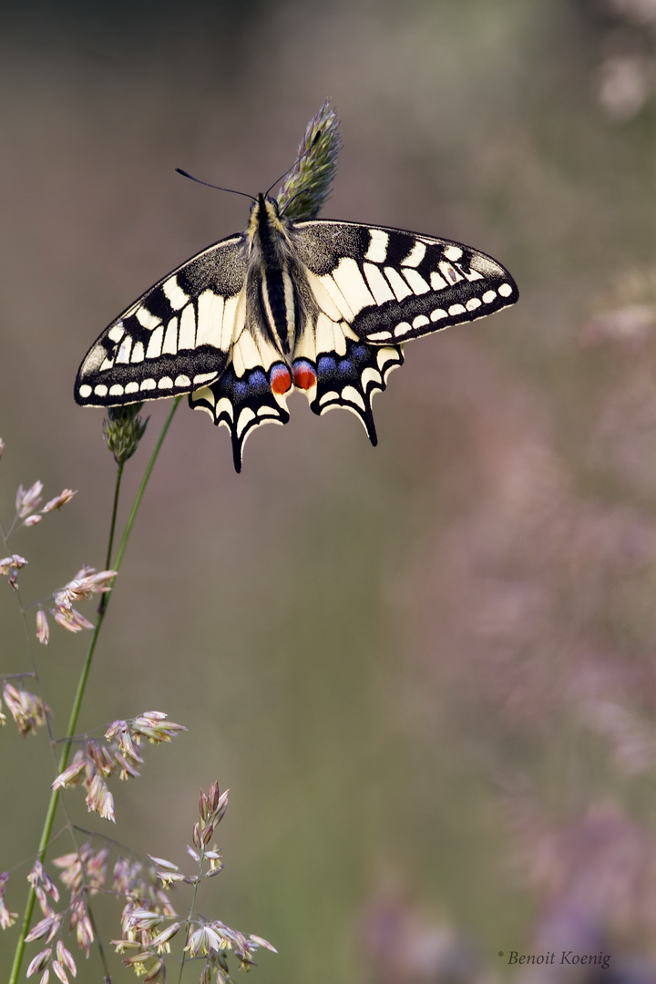 Le Machaon dans sa prairie