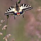 Le Machaon dans sa prairie