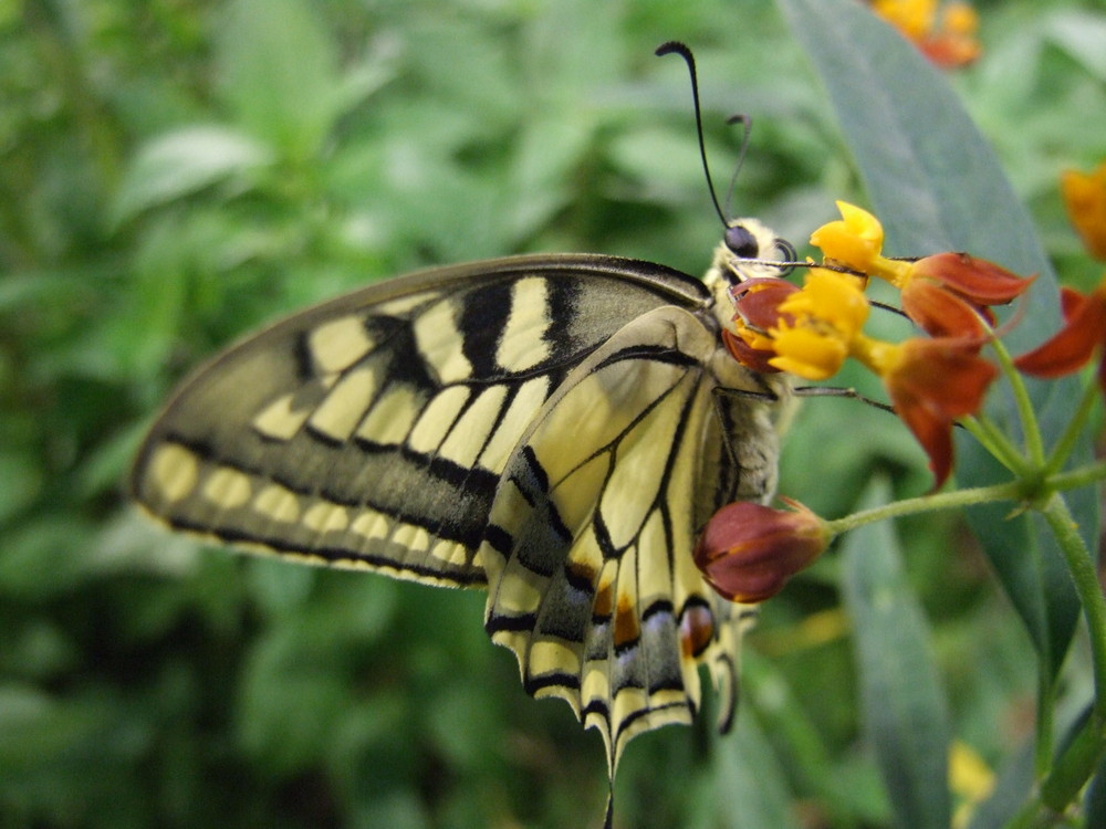 le machaon