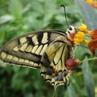 le machaon