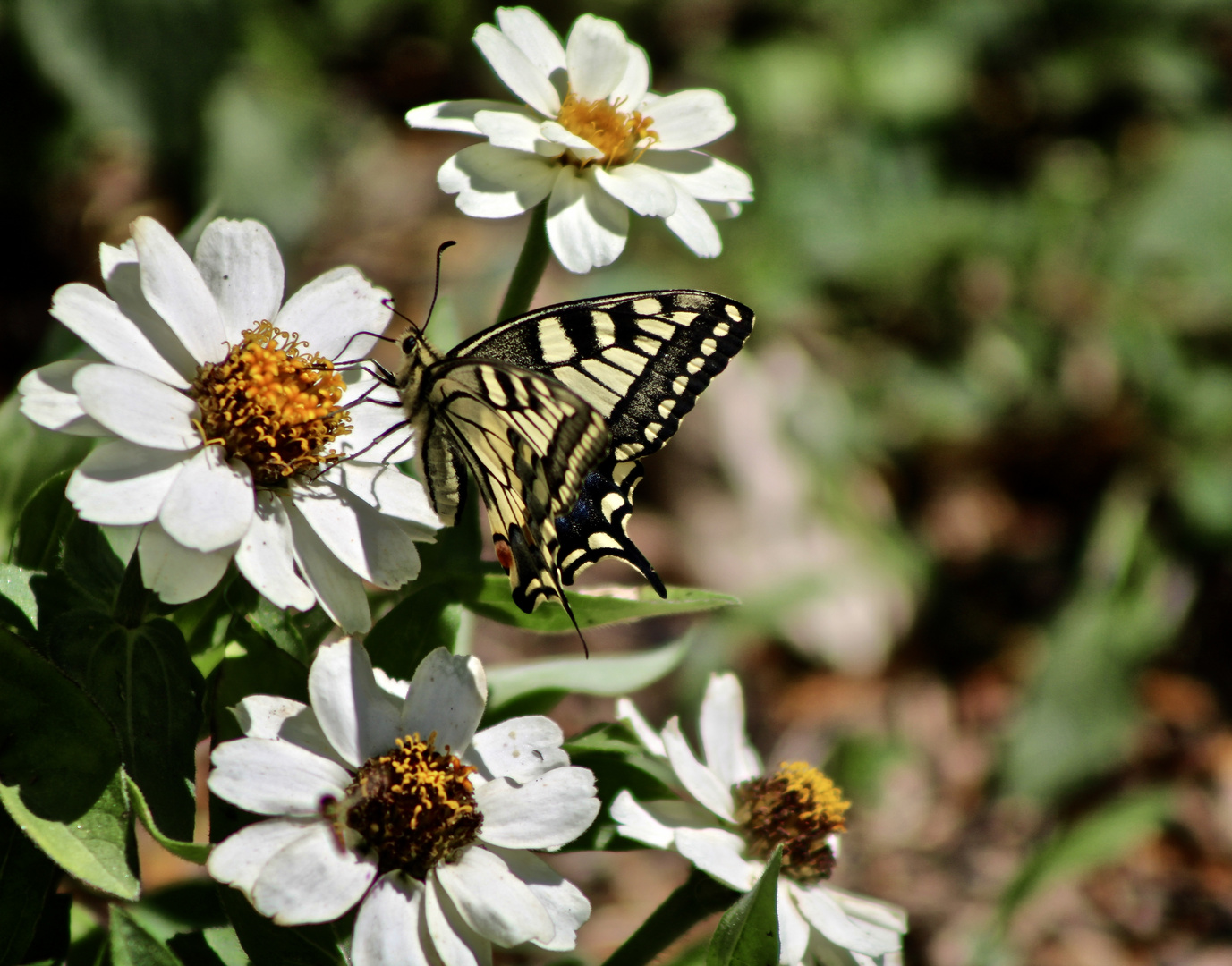 ...le machaon -der Schwalbenschwanz !!!