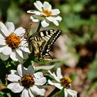 ...le machaon -der Schwalbenschwanz !!!